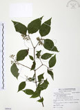 中文名:呂宋莢迷(S089018)學名:Viburnum luzonicum Rolfe(S089018)英文名:Luzon Viburnum