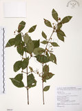中文名:呂宋莢迷(S089147)學名:Viburnum luzonicum Rolfe(S089147)英文名:Luzon Viburnum
