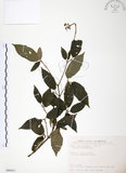 中文名:呂宋莢迷(S089421)學名:Viburnum luzonicum Rolfe(S089421)英文名:Luzon Viburnum