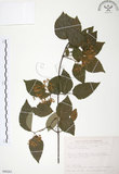 中文名:呂宋莢迷(S090263)學名:Viburnum luzonicum Rolfe(S090263)英文名:Luzon Viburnum