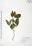 中文名:呂宋莢迷(S091003)學名:Viburnum luzonicum Rolfe(S091003)英文名:Luzon Viburnum