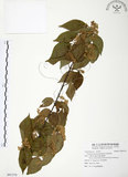 中文名:呂宋莢迷(S091570)學名:Viburnum luzonicum Rolfe(S091570)英文名:Luzon Viburnum