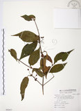 中文名:呂宋莢迷(S092037)學名:Viburnum luzonicum Rolfe(S092037)英文名:Luzon Viburnum