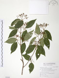 中文名:呂宋莢迷(S092699)學名:Viburnum luzonicum Rolfe(S092699)英文名:Luzon Viburnum