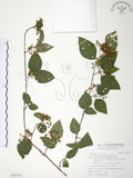 中文名:呂宋莢迷(S095539)學名:Viburnum luzonicum Rolfe(S095539)英文名:Luzon Viburnum