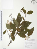 中文名:呂宋莢迷(S096598)學名:Viburnum luzonicum Rolfe(S096598)英文名:Luzon Viburnum