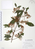 中文名:呂宋莢迷(S097248)學名:Viburnum luzonicum Rolfe(S097248)英文名:Luzon Viburnum