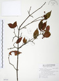 中文名:呂宋莢迷(S097285)學名:Viburnum luzonicum Rolfe(S097285)英文名:Luzon Viburnum