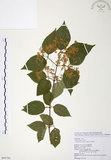 中文名:呂宋莢迷(S098786)學名:Viburnum luzonicum Rolfe(S098786)英文名:Luzon Viburnum