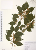 中文名:呂宋莢迷(S098799)學名:Viburnum luzonicum Rolfe(S098799)英文名:Luzon Viburnum