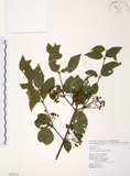 中文名:呂宋莢迷(S098924)學名:Viburnum luzonicum Rolfe(S098924)英文名:Luzon Viburnum