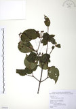 中文名:呂宋莢迷(S099019)學名:Viburnum luzonicum Rolfe(S099019)英文名:Luzon Viburnum