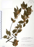 中文名:呂宋莢迷(S099045)學名:Viburnum luzonicum Rolfe(S099045)英文名:Luzon Viburnum