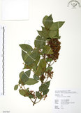 中文名:呂宋莢迷(S107847)學名:Viburnum luzonicum Rolfe(S107847)英文名:Luzon Viburnum