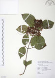 中文名:呂宋莢迷(S107853)學名:Viburnum luzonicum Rolfe(S107853)英文名:Luzon Viburnum