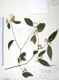 中文名:呂宋莢迷(S109486)學名:Viburnum luzonicum Rolfe(S109486)英文名:Luzon Viburnum