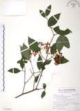 中文名:呂宋莢迷(S110551)學名:Viburnum luzonicum Rolfe(S110551)英文名:Luzon Viburnum