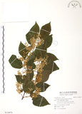 中文名:呂宋莢迷(S110870)學名:Viburnum luzonicum Rolfe(S110870)英文名:Luzon Viburnum