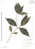 中文名:草珊瑚(S000796)學名:Sarcandra glabra (Thunb.) Nakai(S000796)中文別名:紅果金粟蘭英文名:Glabrous Herbcoral