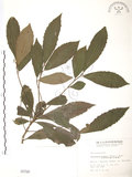 中文名:草珊瑚(S000798)學名:Sarcandra glabra (Thunb.) Nakai(S000798)中文別名:紅果金粟蘭英文名:Glabrous Herbcoral