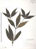 中文名:草珊瑚(S003602)學名:Sarcandra glabra (Thunb.) Nakai(S003602)中文別名:紅果金粟蘭英文名:Glabrous Herbcoral