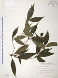 中文名:草珊瑚(S003887)學名:Sarcandra glabra (Thunb.) Nakai(S003887)中文別名:紅果金粟蘭英文名:Glabrous Herbcoral