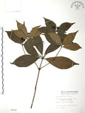 中文名:草珊瑚(S006520)學名:Sarcandra glabra (Thunb.) Nakai(S006520)中文別名:紅果金粟蘭英文名:Glabrous Herbcoral
