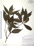 中文名:草珊瑚(S013569)學名:Sarcandra glabra (Thunb.) Nakai(S013569)中文別名:紅果金粟蘭英文名:Glabrous Herbcoral