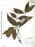 中文名:草珊瑚(S015201)學名:Sarcandra glabra (Thunb.) Nakai(S015201)中文別名:紅果金粟蘭英文名:Glabrous Herbcoral
