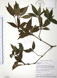 中文名:草珊瑚(S015665)學名:Sarcandra glabra (Thunb.) Nakai(S015665)中文別名:紅果金粟蘭英文名:Glabrous Herbcoral