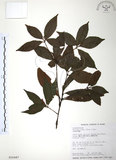 中文名:草珊瑚(S016447)學名:Sarcandra glabra (Thunb.) Nakai(S016447)中文別名:紅果金粟蘭英文名:Glabrous Herbcoral