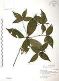 中文名:草珊瑚(S016847)學名:Sarcandra glabra (Thunb.) Nakai(S016847)中文別名:紅果金粟蘭英文名:Glabrous Herbcoral