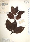 中文名:草珊瑚(S019531)學名:Sarcandra glabra (Thunb.) Nakai(S019531)中文別名:紅果金粟蘭英文名:Glabrous Herbcoral