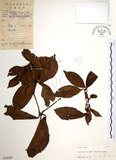 中文名:草珊瑚(S030265)學名:Sarcandra glabra (Thunb.) Nakai(S030265)中文別名:紅果金粟蘭英文名:Glabrous Herbcoral