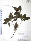 中文名:草珊瑚(S030629)學名:Sarcandra glabra (Thunb.) Nakai(S030629)中文別名:紅果金粟蘭英文名:Glabrous Herbcoral