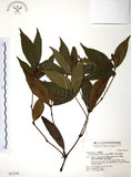 中文名:草珊瑚(S031395)學名:Sarcandra glabra (Thunb.) Nakai(S031395)中文別名:紅果金粟蘭英文名:Glabrous Herbcoral
