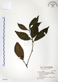 中文名:草珊瑚(S031559)學名:Sarcandra glabra (Thunb.) Nakai(S031559)中文別名:紅果金粟蘭英文名:Glabrous Herbcoral