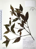 中文名:草珊瑚(S032443)學名:Sarcandra glabra (Thunb.) Nakai(S032443)中文別名:紅果金粟蘭英文名:Glabrous Herbcoral