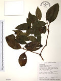 中文名:草珊瑚(S034246)學名:Sarcandra glabra (Thunb.) Nakai(S034246)中文別名:紅果金粟蘭英文名:Glabrous Herbcoral