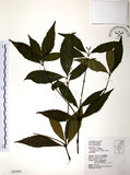 中文名:草珊瑚(S034491)學名:Sarcandra glabra (Thunb.) Nakai(S034491)中文別名:紅果金粟蘭英文名:Glabrous Herbcoral
