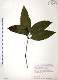 中文名:草珊瑚(S035301)學名:Sarcandra glabra (Thunb.) Nakai(S035301)中文別名:紅果金粟蘭英文名:Glabrous Herbcoral