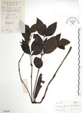 中文名:草珊瑚(S038696)學名:Sarcandra glabra (Thunb.) Nakai(S038696)中文別名:紅果金粟蘭英文名:Glabrous Herbcoral
