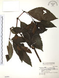 中文名:草珊瑚(S042862)學名:Sarcandra glabra (Thunb.) Nakai(S042862)中文別名:紅果金粟蘭英文名:Glabrous Herbcoral