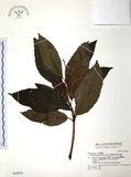 中文名:草珊瑚(S042979)學名:Sarcandra glabra (Thunb.) Nakai(S042979)中文別名:紅果金粟蘭英文名:Glabrous Herbcoral