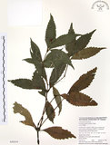 中文名:草珊瑚(S050519)學名:Sarcandra glabra (Thunb.) Nakai(S050519)中文別名:紅果金粟蘭英文名:Glabrous Herbcoral