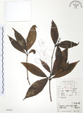 中文名:草珊瑚(S052324)學名:Sarcandra glabra (Thunb.) Nakai(S052324)中文別名:紅果金粟蘭英文名:Glabrous Herbcoral