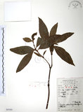 中文名:草珊瑚(S053503)學名:Sarcandra glabra (Thunb.) Nakai(S053503)中文別名:紅果金粟蘭英文名:Glabrous Herbcoral