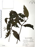 中文名:草珊瑚(S054460)學名:Sarcandra glabra (Thunb.) Nakai(S054460)中文別名:紅果金粟蘭英文名:Glabrous Herbcoral