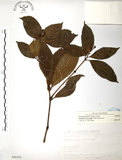 中文名:草珊瑚(S066302)學名:Sarcandra glabra (Thunb.) Nakai(S066302)中文別名:紅果金粟蘭英文名:Glabrous Herbcoral