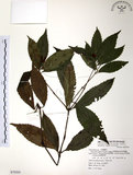 中文名:草珊瑚(S070265)學名:Sarcandra glabra (Thunb.) Nakai(S070265)中文別名:紅果金粟蘭英文名:Glabrous Herbcoral